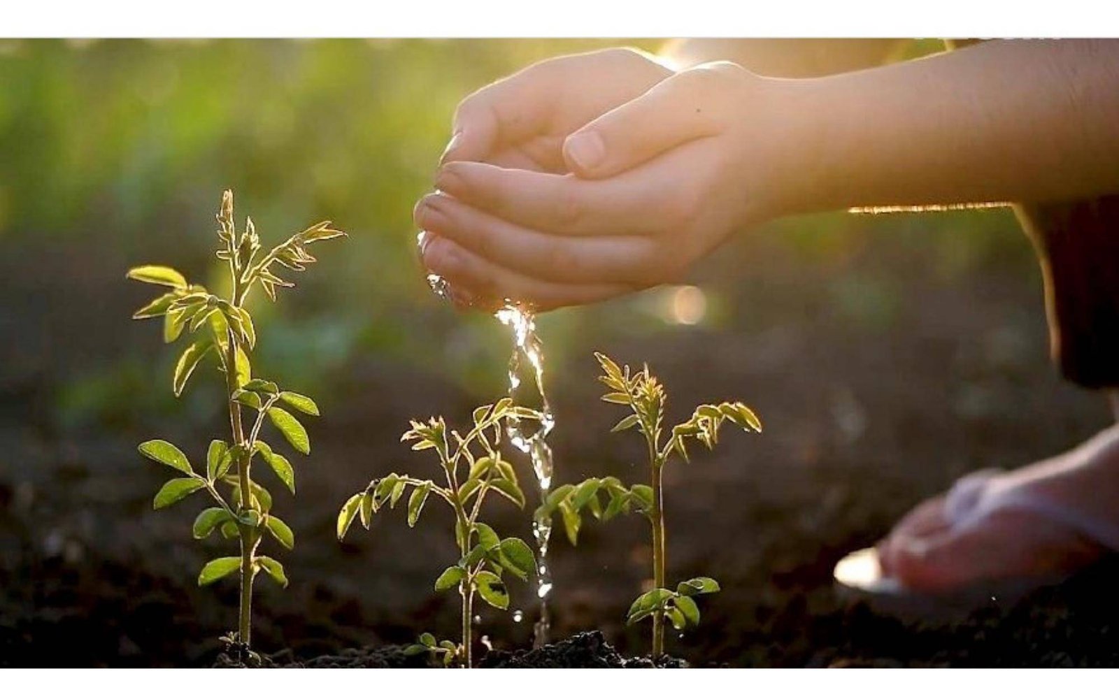 Nature-based solutions for Sustainable Urban Development