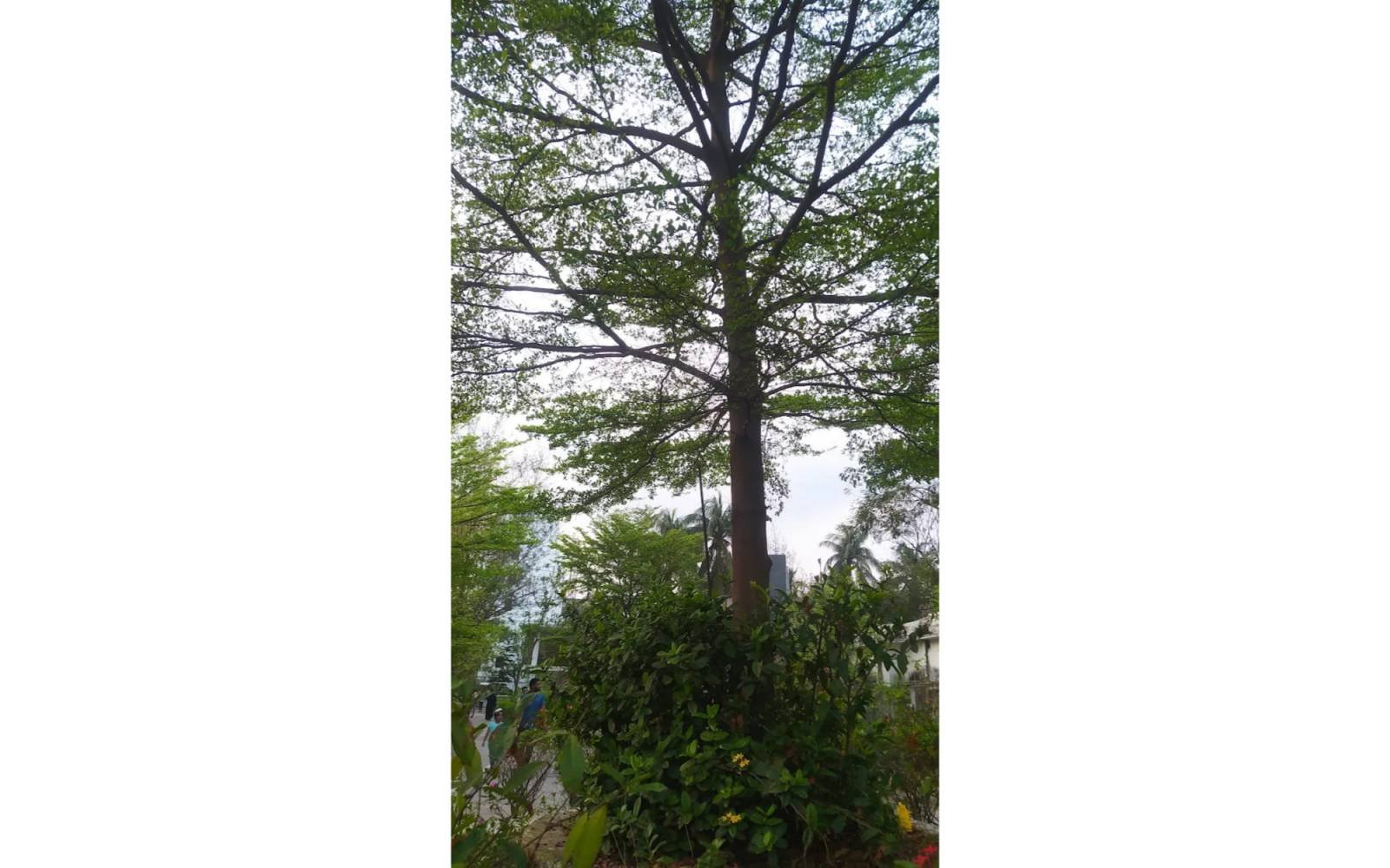 DC PARK  MUNSHIGANJ — gallery image 45