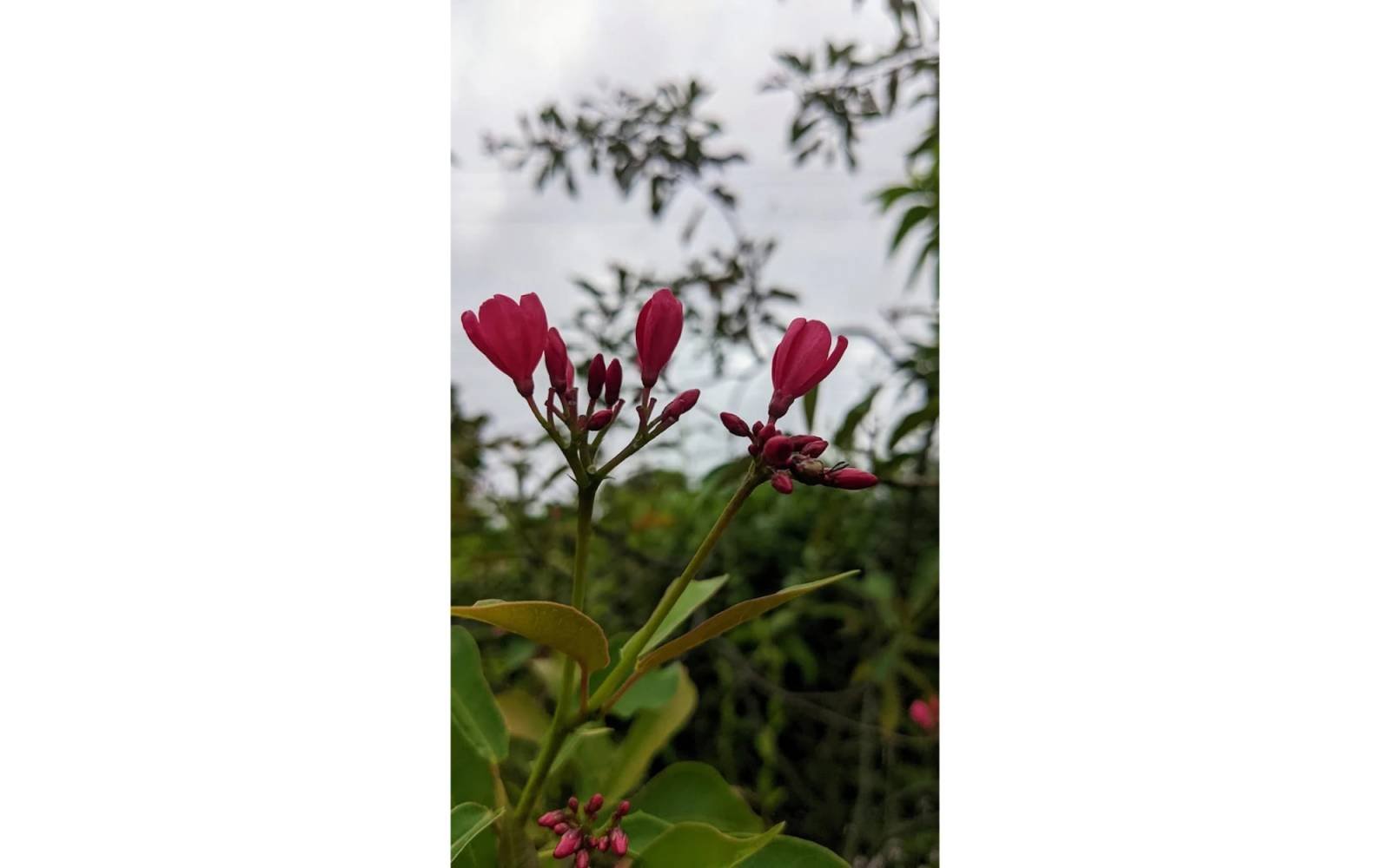 DC PARK  MUNSHIGANJ — gallery image 40