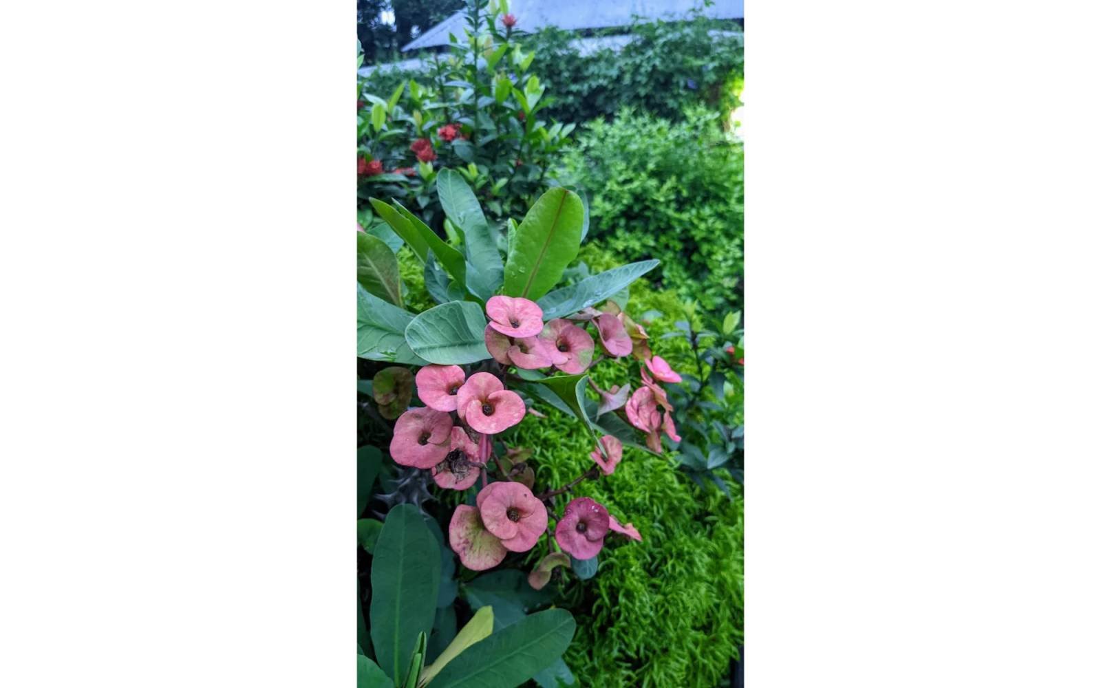 DC PARK  MUNSHIGANJ — gallery image 41
