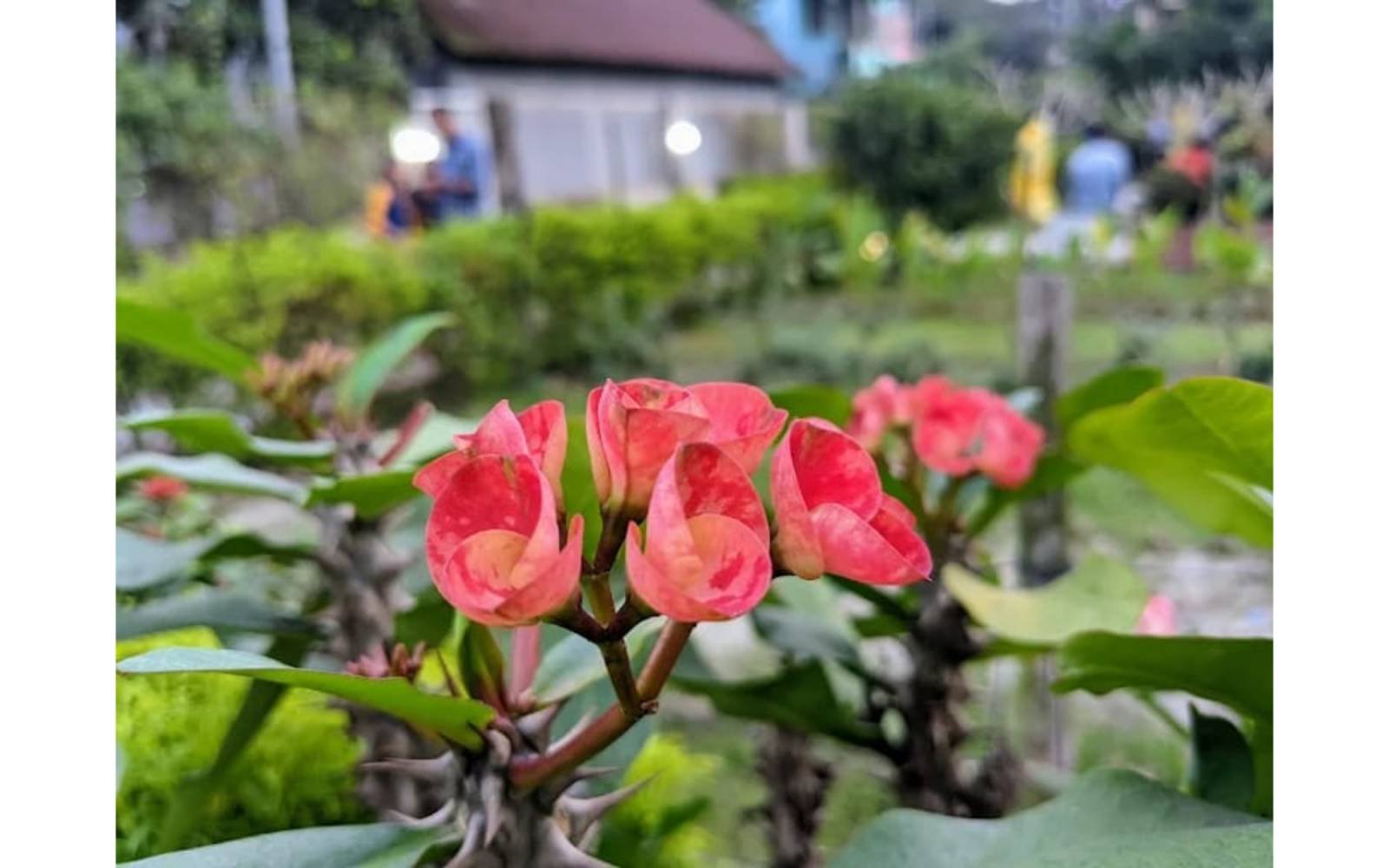 DC PARK  MUNSHIGANJ — gallery image 42