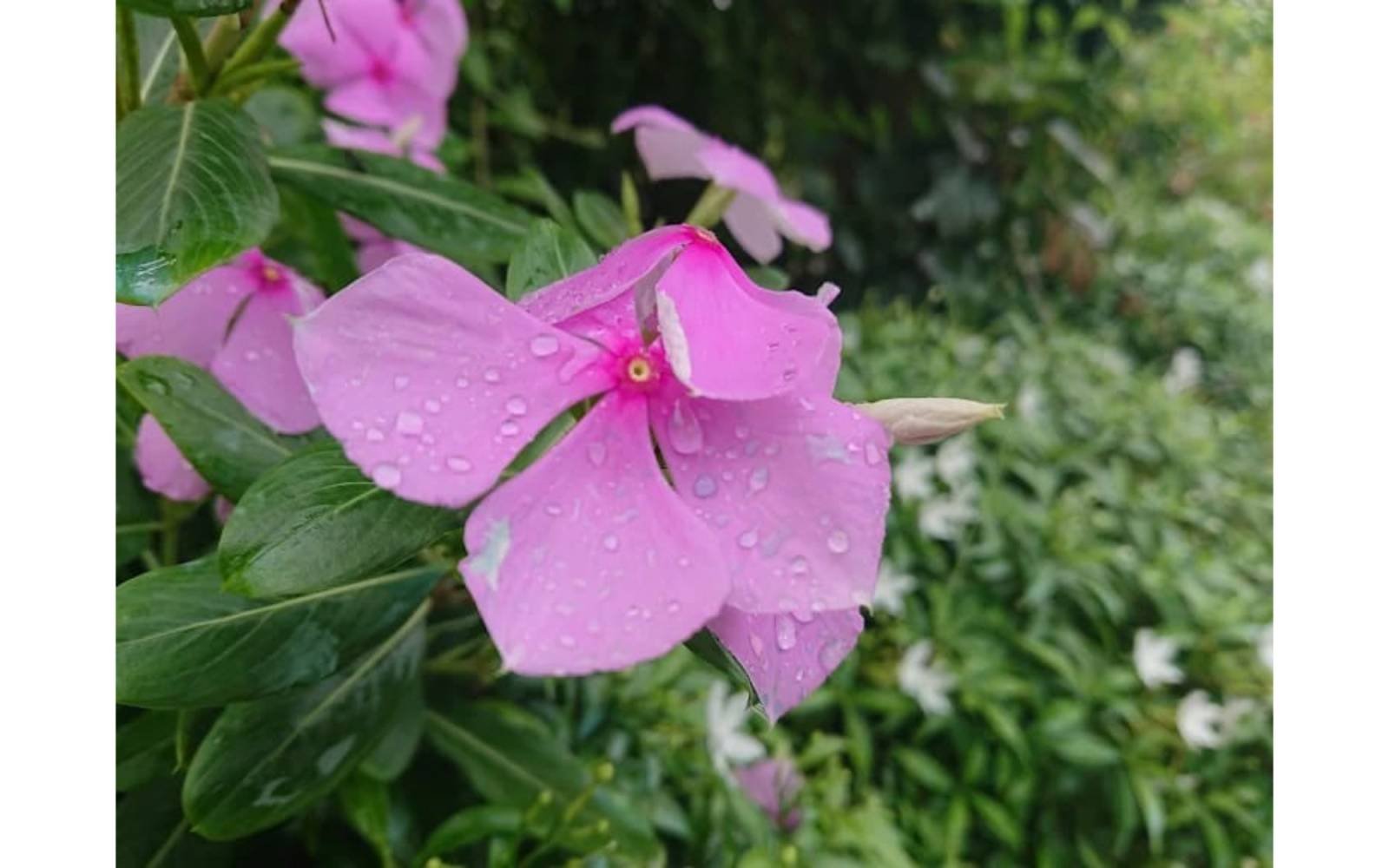 DC PARK  MUNSHIGANJ — gallery image 43
