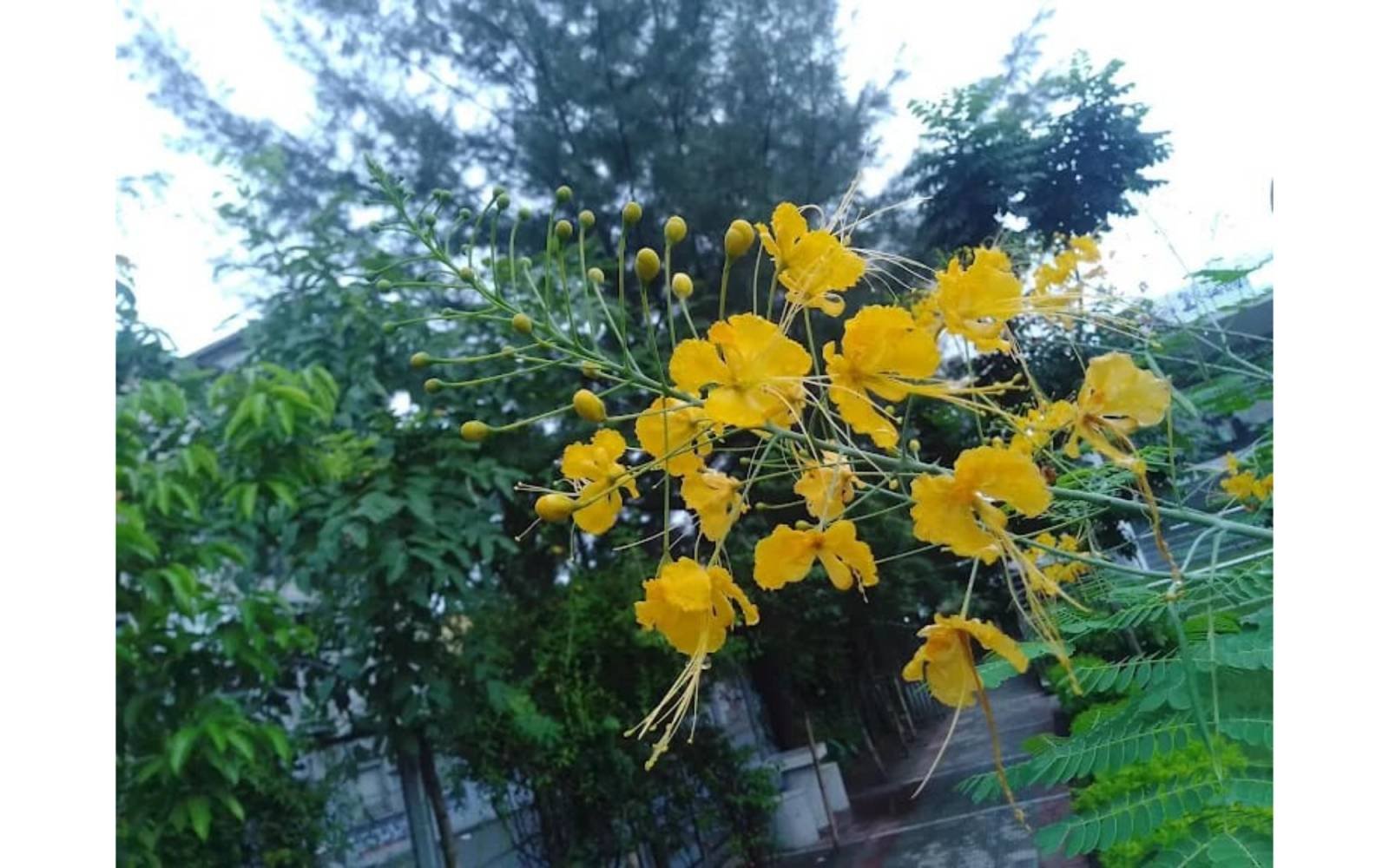 DC PARK  MUNSHIGANJ — gallery image 44
