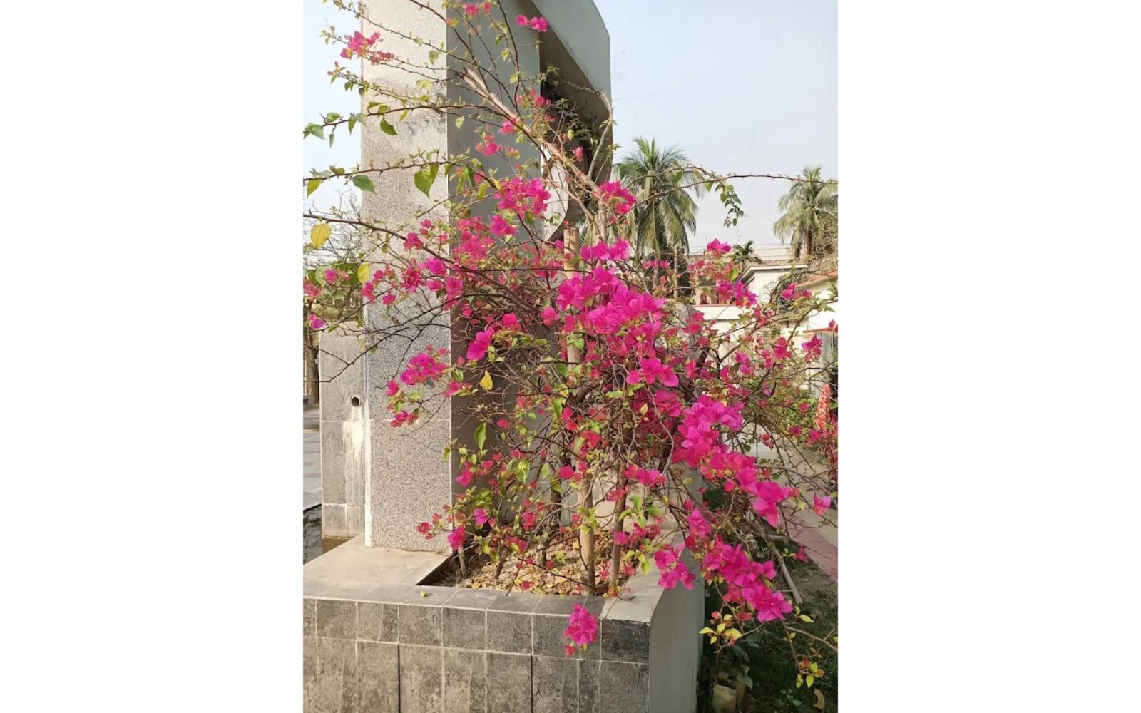 DC PARK  MUNSHIGANJ — gallery image 51